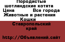 Породистые шотландские котята. › Цена ­ 5 000 - Все города Животные и растения » Кошки   . Ставропольский край